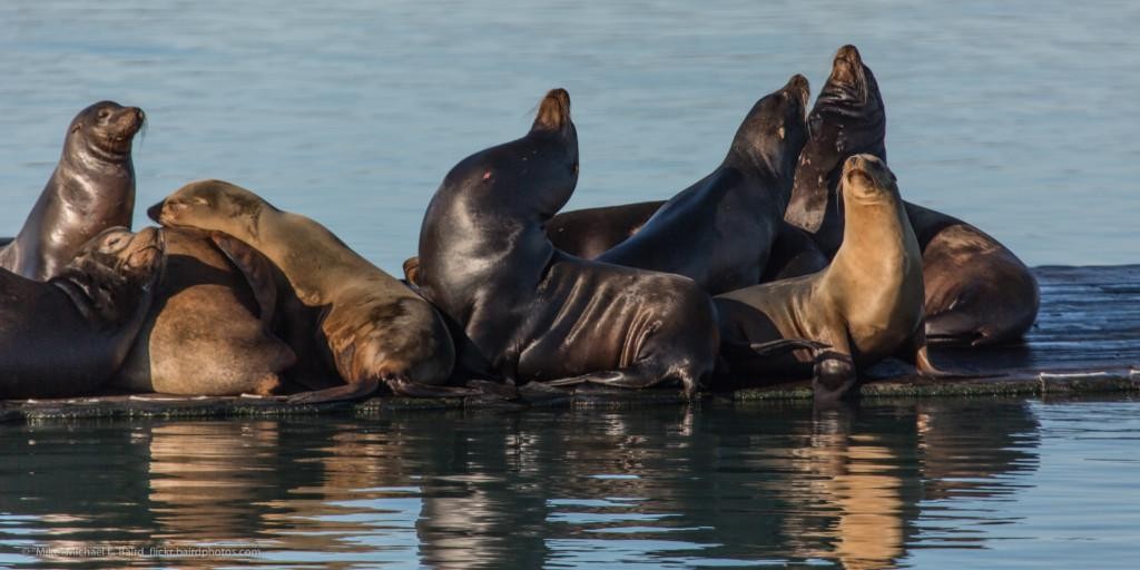 A small Sea Lion Festival, warm and friendly, attributes that MariaDB Server Fest 2021 aims to embrace.